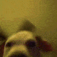 party_dog animated emote - Foreign's Server
