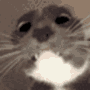 disturbedcat animated emote | Autism Mansion