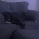 dogsleep Discord sticker | SCP Foundation