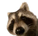A close-up of a raccoon face looking directly at the camera with a suspicious expression.