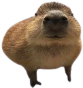 CapyStare Discord sticker | Speed Wallet