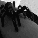 48938spidercrawl animated emote from Heimat