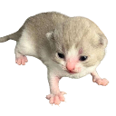 A tiny gray and white kitten with wide, startled eyes looking up.