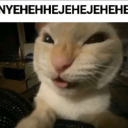 evilcat Discord sticker - offqtz