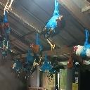 chicken Discord Emoji from Aspiring Robloxians of Knowledge (ARK)