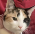 elishas_car Discord Emoji | 𝐷𝑟𝑒𝑎𝑚𝑙𝑖𝑛𝑒   |   CLOSED