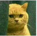 Ginger cat peeking from behind a wall with a serious, intense stare.