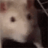 ratjam animated GIF emoji | Lovers Cafe™ | Indian Discord Server • Nitro • Voice Chat • Active • India • Hangout • Gaming • SFW