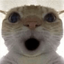 shockedcat Discord Emoji - 🌴 ✨   U T O P I A   ✨ 🌴
