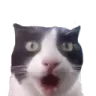 catshocked custom emote | girls.exe (18+)