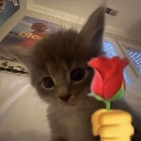 A fluffy gray kitten holding a red rose with a yellow hand emoji overlay.