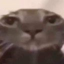 kot_6 Discord Emoji | {рп}~ДуРкА~{рп}