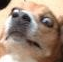 dog Discord Emoji - Mirror Universe