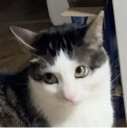 ygi Discord Emoji - Blackcat