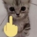 A small gray kitten looking directly at the camera with a yellow middle finger icon superimposed over its chest.
