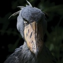 Shoebill stork staring directly forward with an intense and unblinking expression.