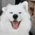 funnyanimalsdog animated Discord emote - Foreign's Server