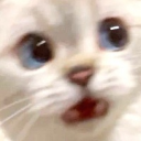 CatWhaaa Discord sticker from Besties Community
