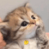fullsize4 Discord Emoji - Mashal.alqhtani'