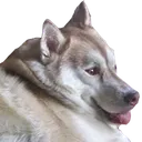 HuskyMax Discord Emoji | Homestuck Community