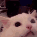Jammernde_Katze animated Discord emote - Emmys Universe