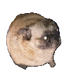 pugPls animated GIF emoji | No-Sell Jobbers🤼