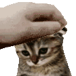 A human hand gently pets the head of a sad-looking kitten.