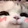 pussy_bc Discord sticker from Talking buddies