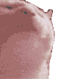 GatoXD animated GIF emoji - the gaang