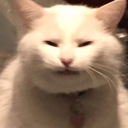 cattired Discord Emoji from ⁽¹⁸⁺⁾ miao ୨ৎ
