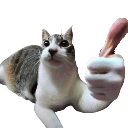 Cat with a human hand giving a thumbs up gesture.
