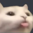 A close-up of a white cat sticking its tongue out in a playful mlem expression.