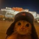 A cat wearing a dark trapper hat with a blurry, illuminated palace in the background.