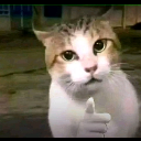Cat with a human hand giving a thumbs up gesture.