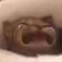 Cat_Cry Discord Emoji | Heart.exe