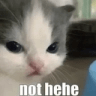 nothehecatto custom emote - 𝔍𝔢𝔰𝔱𝔢𝔯’𝔰 𝔓𝔩𝔞𝔶𝔤𝔯𝔬𝔲𝔫𝔡 ¹⁸⁺