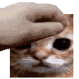 A human hand repeatedly petting a small orange kitten on the head.