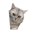 catpeek Discord Emoji - Chi on air