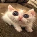 emoji_26 Discord Emoji - ⧖ ✮ 𝒁𝒀𝑹𝑶𝑵・𝑴𝑪 ✮ ⧖