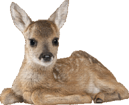 0_deer animated GIF emoji | gooncord