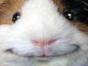 grinnypig custom emote from /r/christians