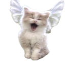 A fluffy kitten with white wings yawning happily.