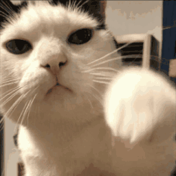 cat_punch animated GIF emoji from Foreign's Server