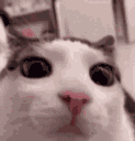 plink animated GIF emoji | Makai 18+