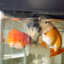 beg custom emote | Goldfish Zero