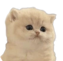 93342dumbfoundedkitten Discord Emoji - A2Cloud Best Free & Paid Hosting