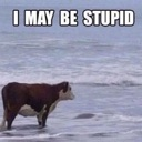 A brown and white cow stands in the shallow ocean waves with the text I MAY BE STUPID overlaid on top.