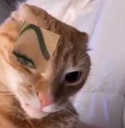 gato_ceja_edited2 custom emote | Heart.exe