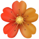 Flower with five petals transitioning in color from red to orange and yellow.