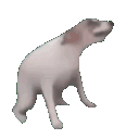 Doggo_dance animated GIF emoji | NƎ̬̇IH⅁N I∀Ͻ I∀̇ꓤꓕ